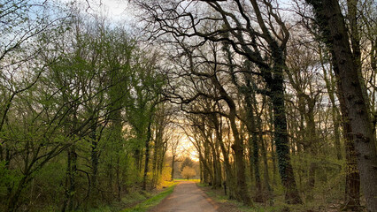 goldener fr&uuml;hlingshafter Sonnenuntergang zwischen den kahlen B&auml;umen eines Waldweges