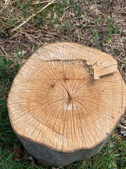 Stumpf eines gefällten Baumes mit Rissen und Maserung