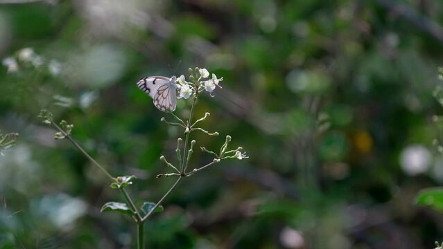 Caper White (Belenois aurota) sucking nectar from a flowers and flies