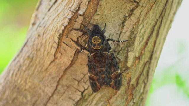 Death's-head hawkmoth (Acherontia lachesis) resting on a tree trunk