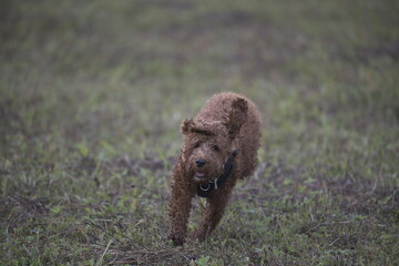 wet curly red puppy running in grass with mouth open and ears flapping