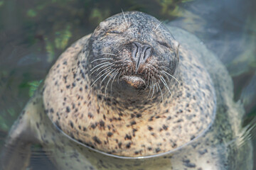 水族館の動物 © 模公 黒川