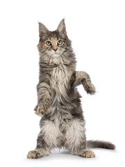 Cute blue tortie Maine Coon cat kitten, dacing with paws hing in the air. Looking towards camera. Isolated on a white background.