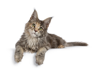 Cute blue tortie Maine Coon cat kitten, laying down side ways. Looking towards camera. Isolated on a white background.