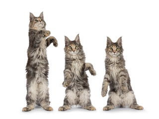 Row of three times the same cute blue tortie Maine Coon cat kitten, dancing. Looking towards camera. Isolated on a white background.