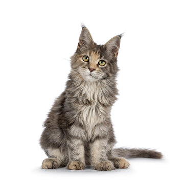 Cute blue tortie Maine Coon cat kitten, sitting up front. Looking towards camera. Isolated on a white background.