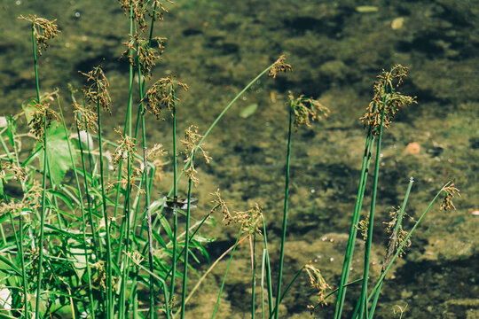 Dragonfly sitting on Juncus effusus Soft rush near water in New Jersey Botanical Garden. High-quality photo