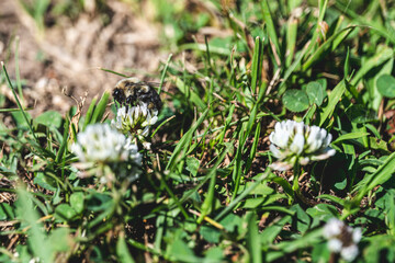 Trifolium pratense, Bumblebee pollen on pink clover flower and leaves on green background. High-quality photo