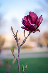 Wallpaper. Close-up of a purple magnolia. Magnolia blossom in the city. Spring floral background Magnolia blossom botanical garden