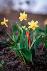 Obraz premium opening tulip on a blurred background of daffodils. Wild spring flowers, spring flowers, wildflowers, tulips