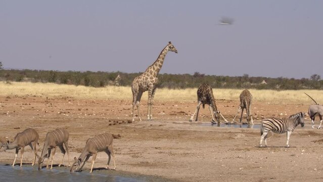 Herd of Southern Giraffe (Giraffa camelopardalis subspp.) Drinking at waterhole, Also a herd Female Greater kudu . Etosha National park,Namibia.
