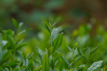 The tea sprout has not been harvested on the branch.