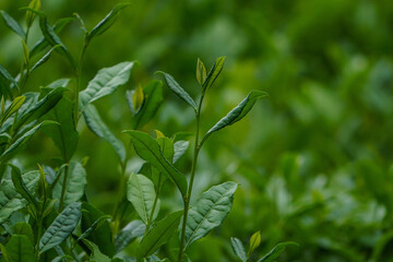 The tea sprout has not been harvested on the branch.
