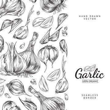 Organic garlic poster template with seamless border, sketch vector illustration on white background.