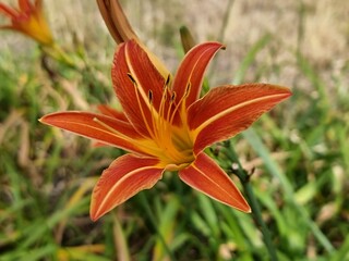 Obraz premium orange lily flower