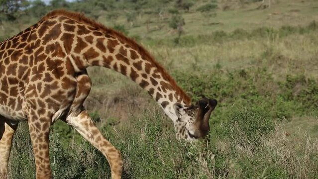 Masai Giraffe eating from Tree in Maasai Mara National Reserve