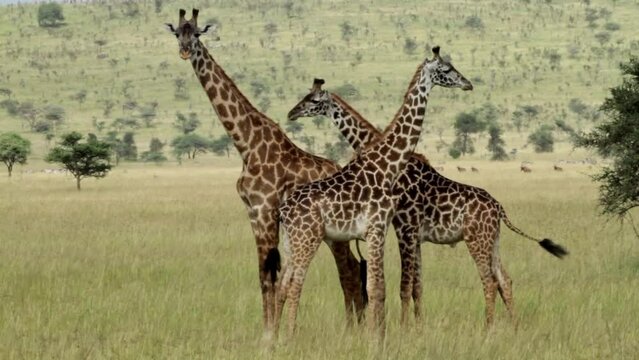 Herd of Masai Giraffe walking in Maasai Mara National Reserve