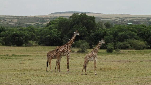 Herd of Masai Giraffe walking in Maasai Mara National Reserve