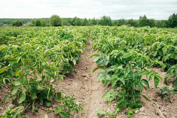 Fototapeta na wymiar Field with rows of green organic potato bushes. Growing vegetables on the farm
