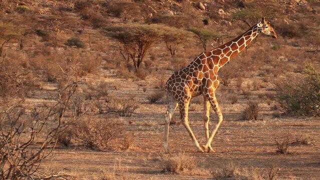 Reticulated Giraffe (Giraffa camelopardalis reticulata) walking at Samburu National Reserve