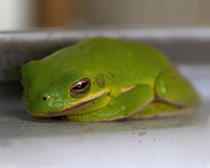 A cute stunning green tree frog 