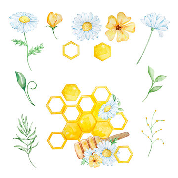 Watercolor honey set, honeycombs, chamomile and flowers