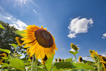 ひまわりの強さ