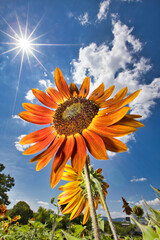 ヒマワリと太陽