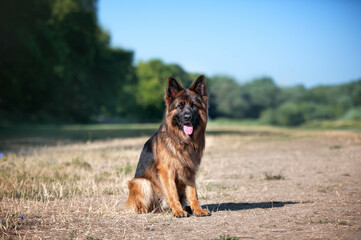 german shepherd dog