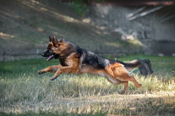 german shepherd dog