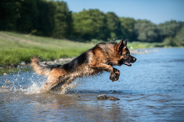 german shepherd dog running
