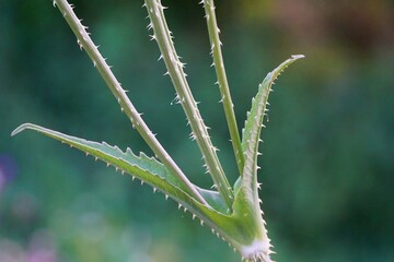 common teasel in meadow close up