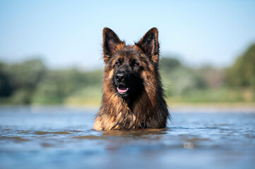 german shepherd dog