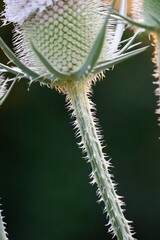 common teasel in meadow close up