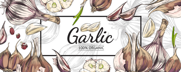 Garlic banner backdrop, hand drawn sketch style colored vector illustration.