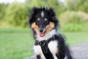 Stunning nice fluffy black white tricolor shetland sheepdog puppy, sheltie sitting outside on a...