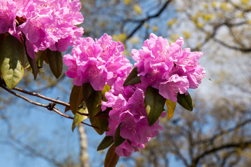 Colorful Rhododendron blooming flowers. Fresh pink, violet flowers of a very popular spring ...