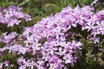 Beautiful colorful campanula flowers. Wonderful garden closeup of pink flowers genus silene in the dunes of the peninsula of quiberon in brittany in france