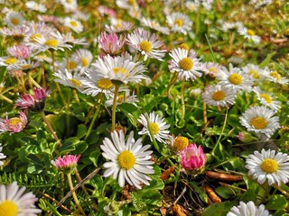 daisies in a field