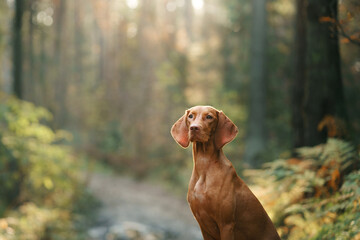 Hungarian Vizsla in the autumn forest. Pet in leaf fall. Atmospheric photo in nature