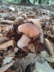 the fruiting body of the boletus in the forest litter