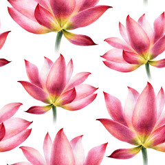 Seamless pattern of pink lotus. Image of a water pink lily. Hand drawing with colored pencils and watercolors. - obrazy, fototapety, plakaty