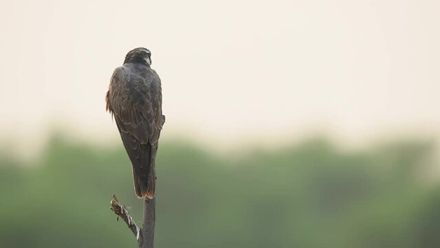 Full shot of Laggar or lugger falcon or Falco jugger perched with an eye contact on winter morning in natural green background at tal chhapar sanctuary churu rajasthan india asia