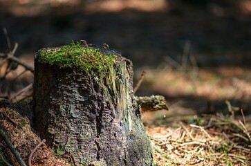 tree stump with moss
