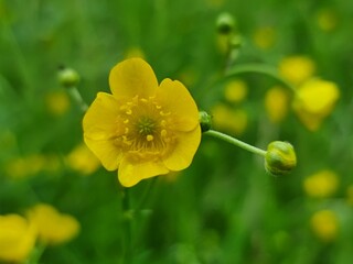 yellow flowers in spring