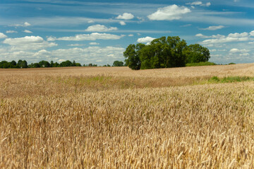 Green trees behind a wheat field and a blue sky