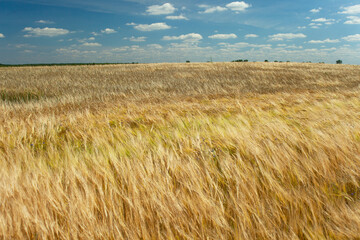 Barley field and small white clouds against the blue sky