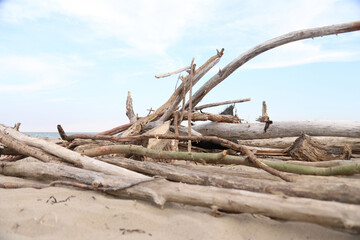 dry trees on the shore