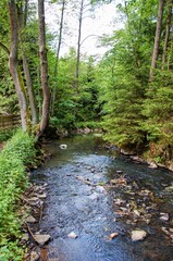 stream in the forest