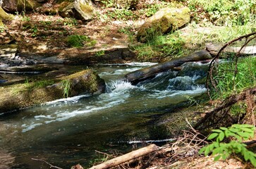 river in the forest